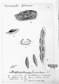 Lophiostoma macrostomum image